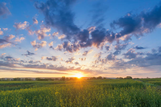 istock Blooming rapeseed field on a sunset. Summer evening rural landscape 959892502