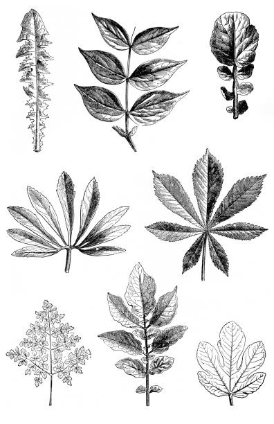 kształty liści - linden tree stock illustrations