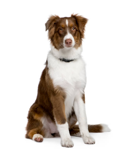 istock Puppy australian shepherd (5 months) in front of a white background 959895994
