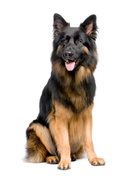 german shepherd (3 years) in front of a white background