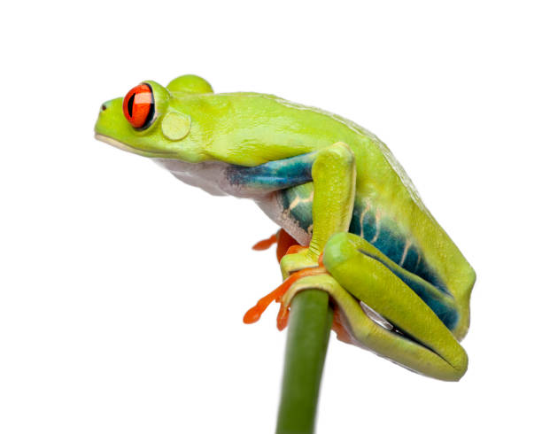 istock Red-eyed Tree Frog perched on grass, Agalychnis callidryas, in front of white background, studio shot 959896080