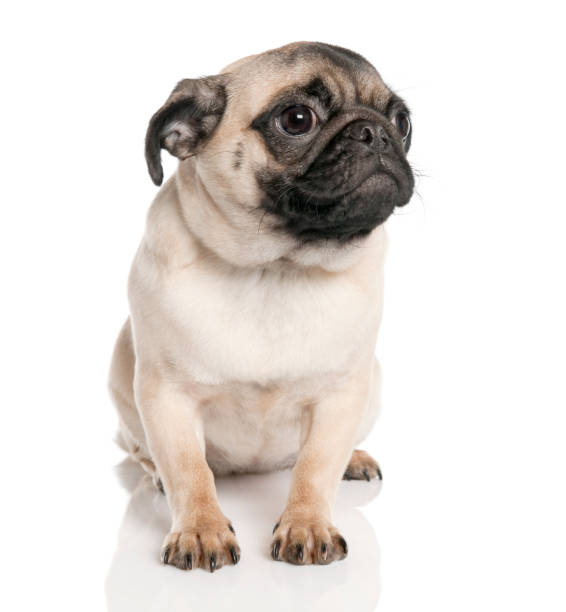 istock puppy Pug sitting (7 months old) in front of a white background