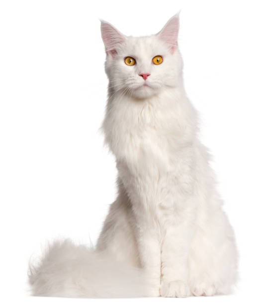 istock Maine Coon cat, 8 months old, sitting in front of white background 959896148