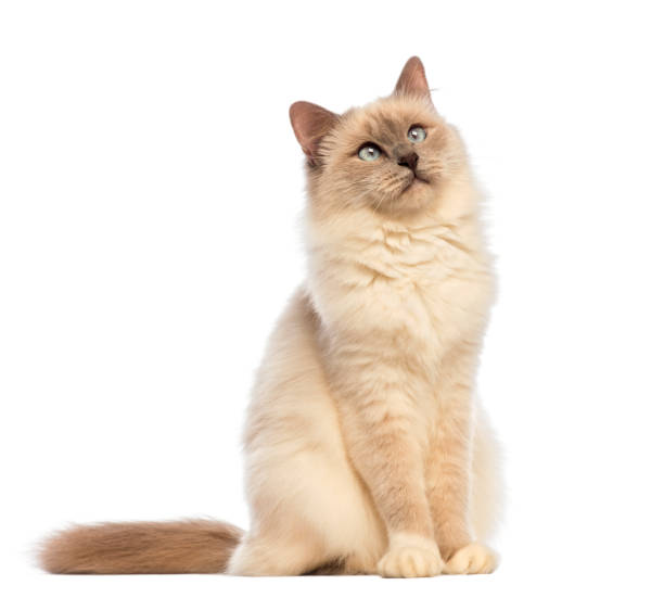 istock Birman sitting and looking up against white background 959896290