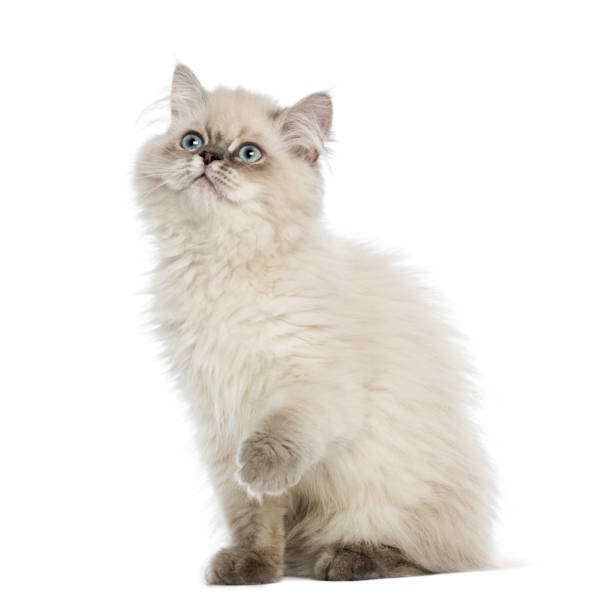 istock British Longhair kitten pawing up, looking up, 5 months old, isolated on white 959896338
