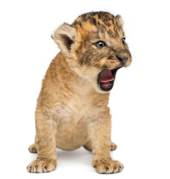 istock Lion cub, sitting and roaring, isolated on white 959896472