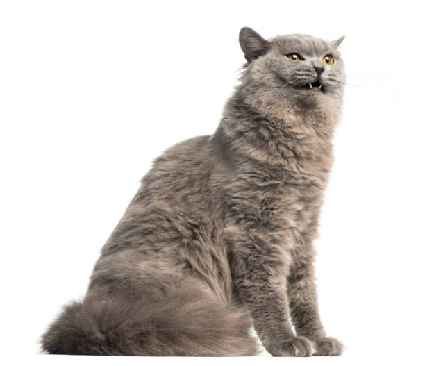 side view of a british longhair sitting, looking agressive, isolated on white - affraid imagens e fotografias de stock