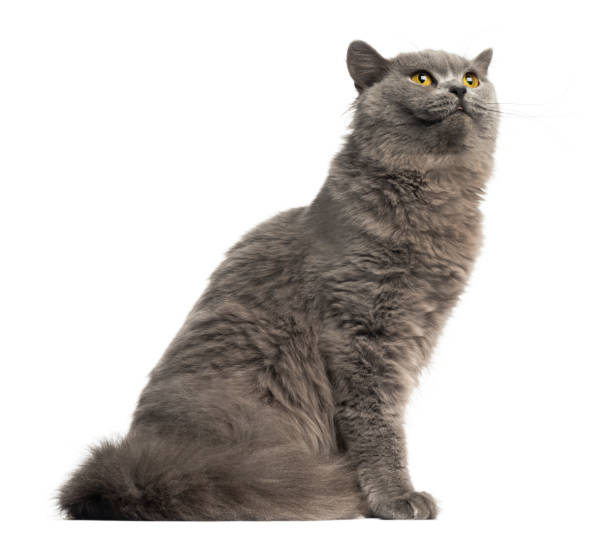 istock Side view of a British Longhair sitting, looking up, isolated on white 959896680