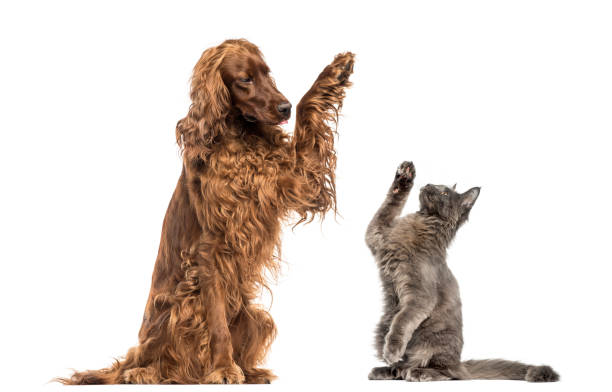Irish setter and Maine Coon kitten high-fiving Irish setter and Maine Coon kitten high-fiving purebred cat photos stock pictures, royalty-free photos & images