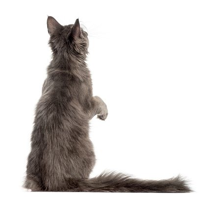 Rear view of a Maine Coon kitten on hind legs, pawing up, 4 months old, isolated on white