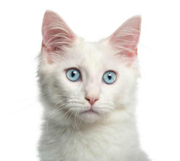 istock Close-up of a Main coon kitten, 4 months, isolated on white 959896830