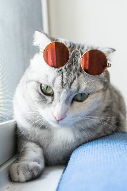 istock Cute Cat wearing sunglasses at home 959896916