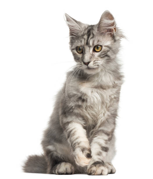 istock Front view of a Maine Coon kitten sitting, 4 months old, isolated on white 959896954
