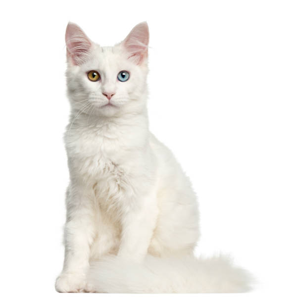 istock Front view of a Main coon kitten sitting, looking at the camera, 4 months, isolated on white 959897064