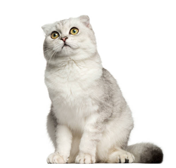 istock Scottish Fold sitting, looking up, 7 months old, isolated on white 959897138