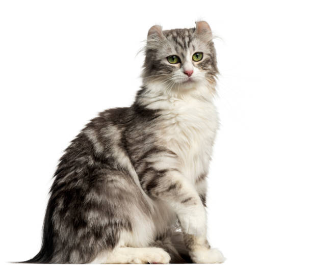 istock Side view of an American Curl sitting, isolated on white 959897254