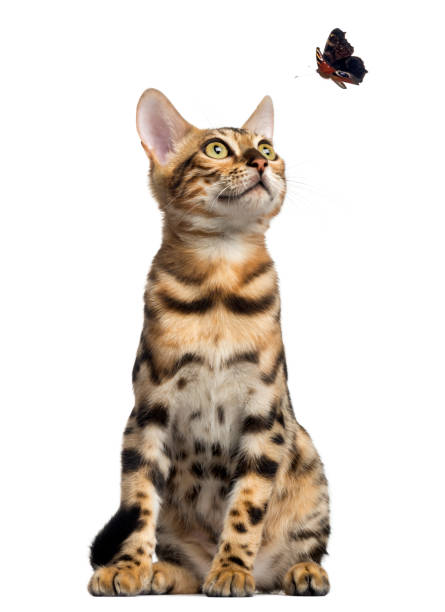 Bengal kitten sitting and looking at a butterfly flying