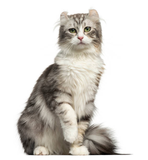 istock Front view of an American Curl sitting, looking at the camera, isolated on white 959897276