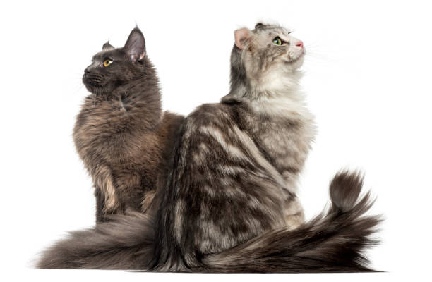 istock Two cats sitting back to back and looking up 959897278