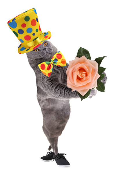 istock Funny clown cat 959897506