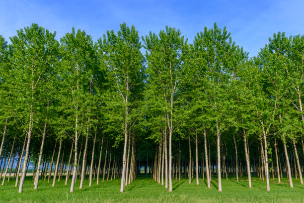 Artificial grove of young green trees in Friuli, Italy Artificial grove of young green trees in Friuli, Italy gemona del friuli stock pictures, royalty-free photos & images