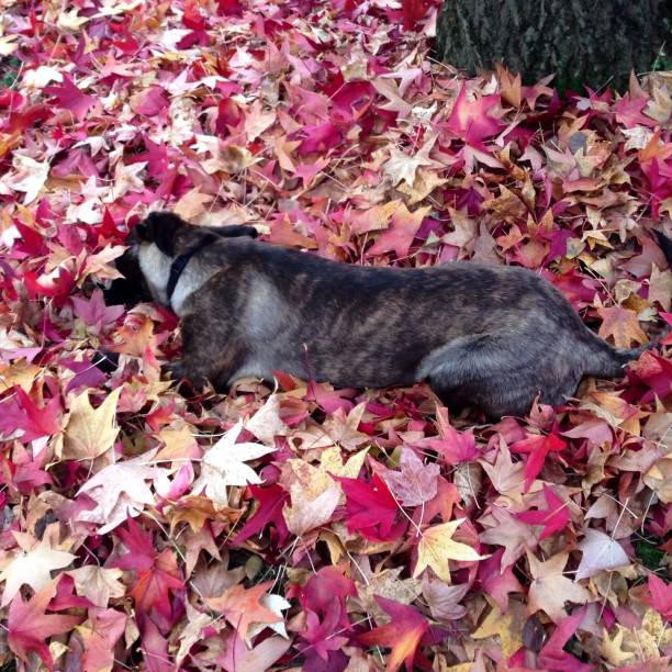 istock Dog in red autumn leaves 959898350