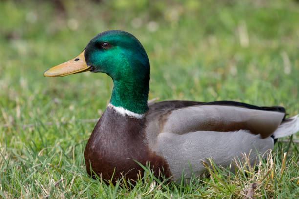 istock Common duck or Anas platyrhynchos on a grass floor 959900862