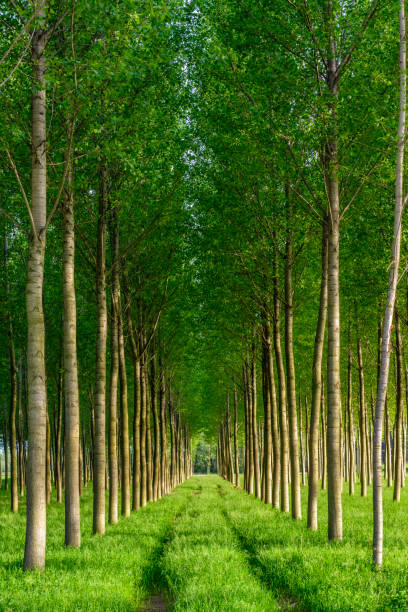 ensolarado floresta artificial com semelhantes jovens árvores verdes em itália. - spring tree orchard forest - fotografias e filmes do acervo