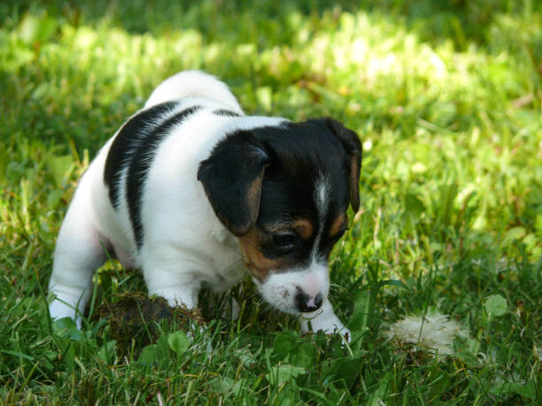 istock Little Jack Russell Terrier Puppy 959901634