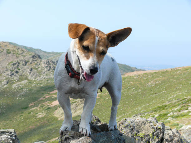 istock Jack Russell Terrier dog posing at stone 959902086