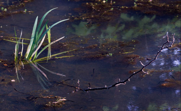 istock Life in the pond 959902158