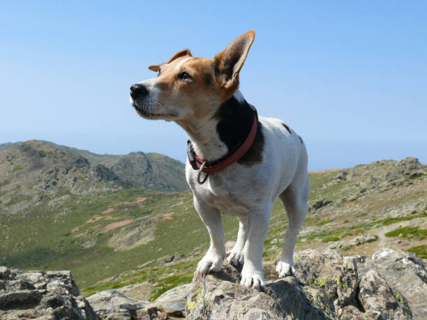 istock Jack Russell Terrier dog posing at stone 959902674