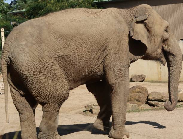 istock Asian elephant (Elephas maximus) also known as Asiatic elephant 959902808