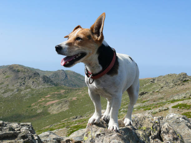 istock Jack Russell Terrier dog posing at stone 959903092