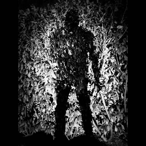 istock Shadow of man on leaves 959905554