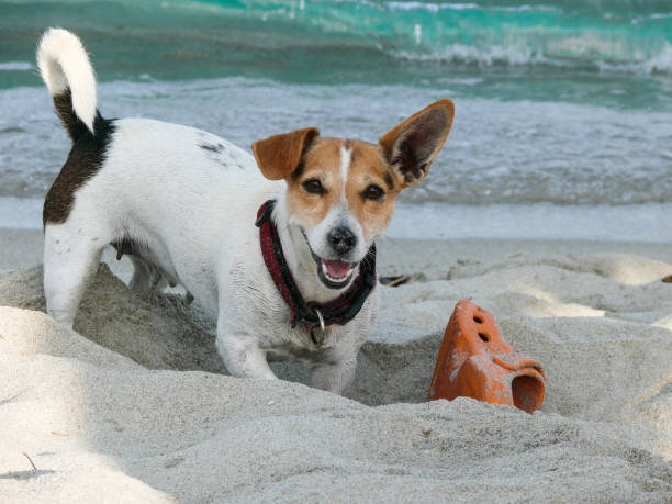 istock Jack Russell Terrier dog playing with shoe 959905624