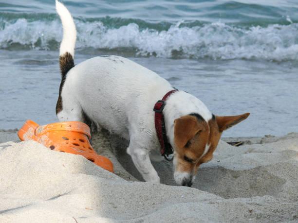 istock Jack Russell Terrier dog playing with shoe 959906008