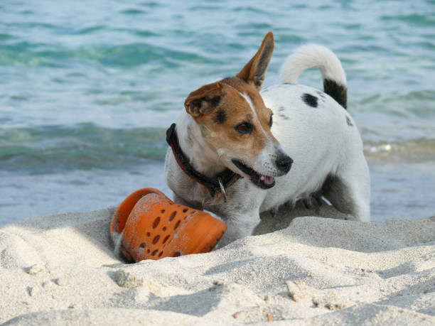 istock Jack Russell Terrier dog playing with shoe 959906256