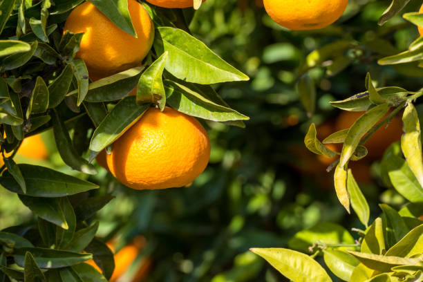 istock Ripe juicy orange mandarin on a tree. Close up 959909260