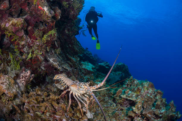 Spiny lobsters and diver stock photo