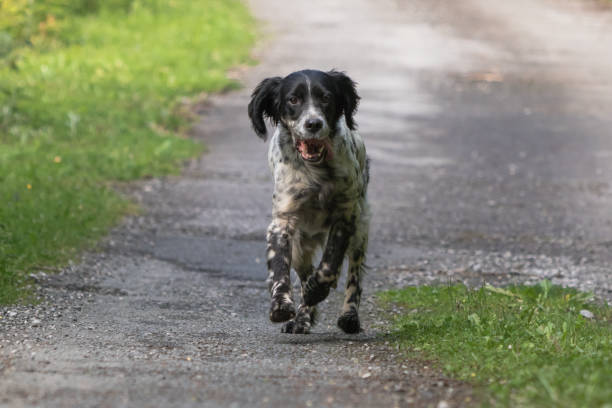istock cute happy english setter in action running towards camera 959909610
