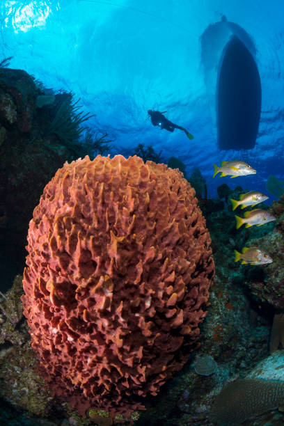 istock Caribbean marine life 959909980