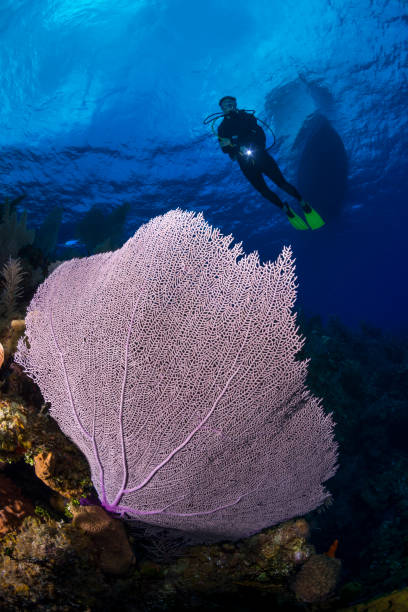 Gorgonia ventalina and female diver Gorgonia ventalina, the purple sea fan, is a species of sea fan, an octocoral in the family Gorgoniidae. It is found in the western Atlantic Ocean and the Caribbean Sea caesar grunt photos stock pictures, royalty-free photos & images