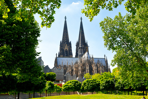 Cologne Cathedral framed by Plane Trees, Cologne Germany