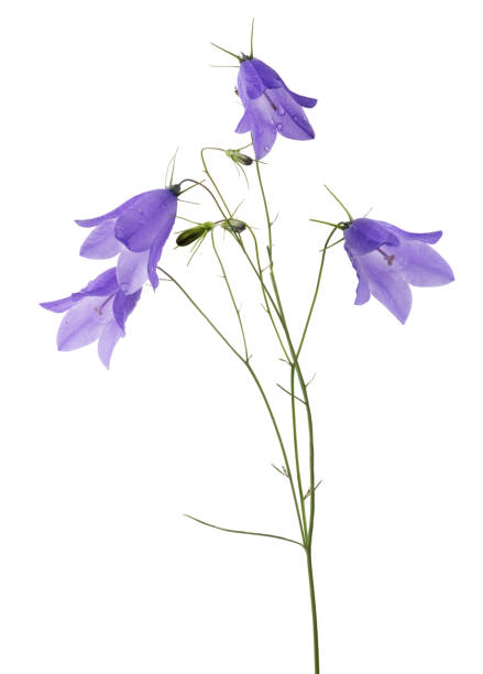 istock four wild bellflower blooms and three buds on white 959912032
