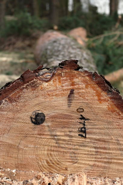 istock Newly cut down pine tree with an official stamp and a reference number on its trunk 959912174
