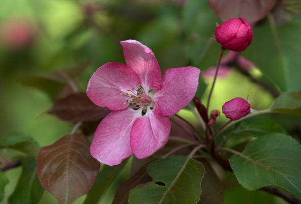 istock Branch of Blooming Pink Apple Tree Close Up View 959914930
