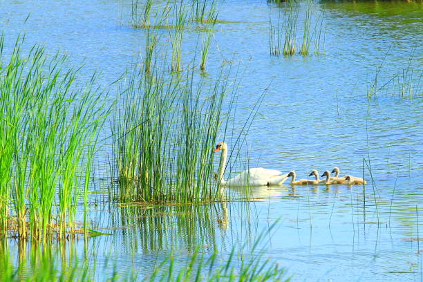 istock Swan and cygnets on lake 959915094