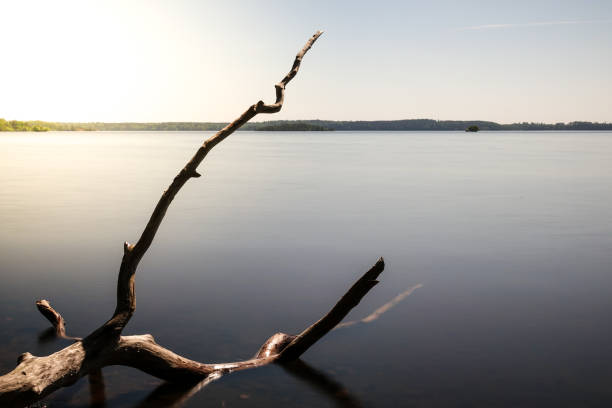 istock Beautiful dead tree trunk / branch in a lake 959915478