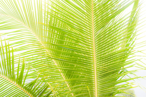 Green leaves of palm tree full texture.